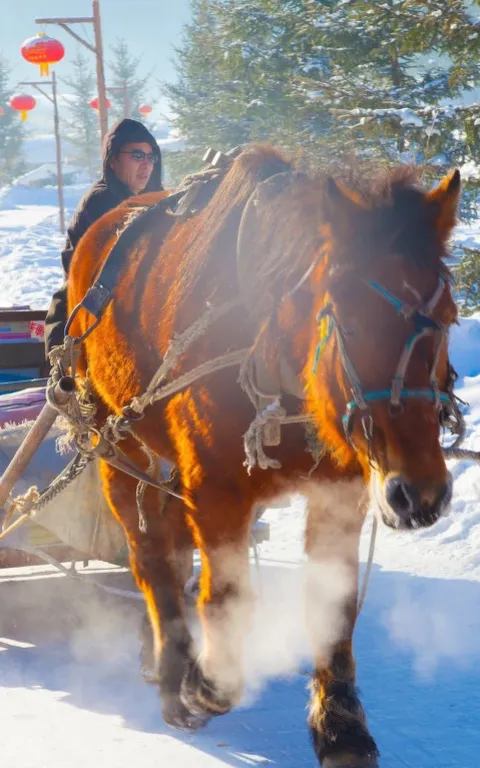 黑龍江雪鄉