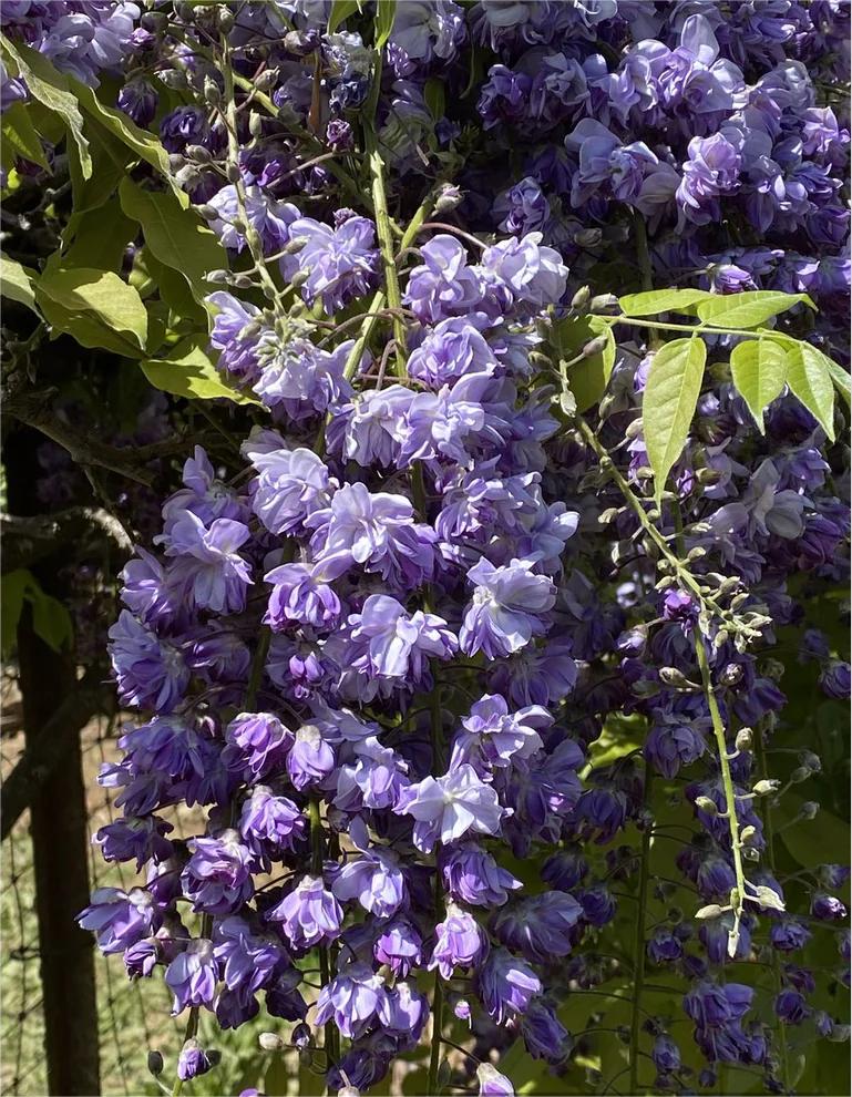 花园中紫藤“黑龙”的美丽