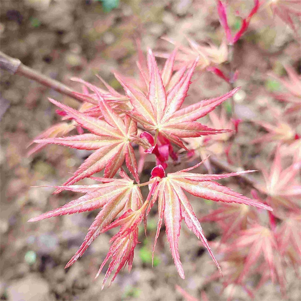 照顾鸡爪枫：健康美丽的日本枫树的秘诀