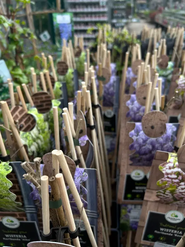 Commercio all'ingrosso di bastoncini di piante e fiori di bambù