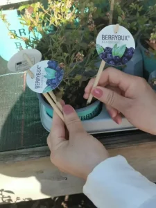 fournisseur de cannes à fleurs en bambou