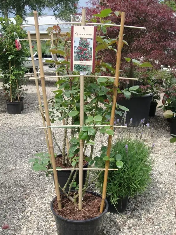 Plante grimpante extérieure en treillis de jardin en bambou