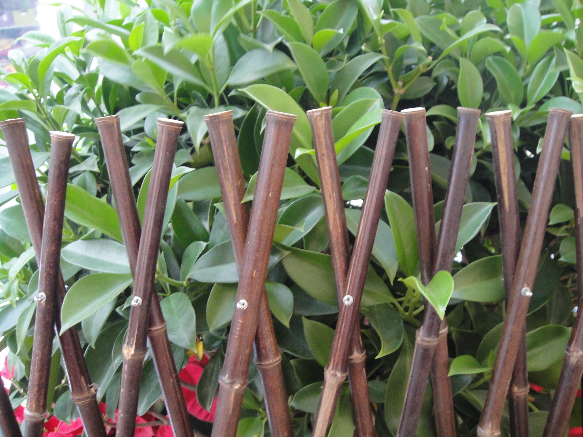 Bamboo Garden Trellis Plant Climbing