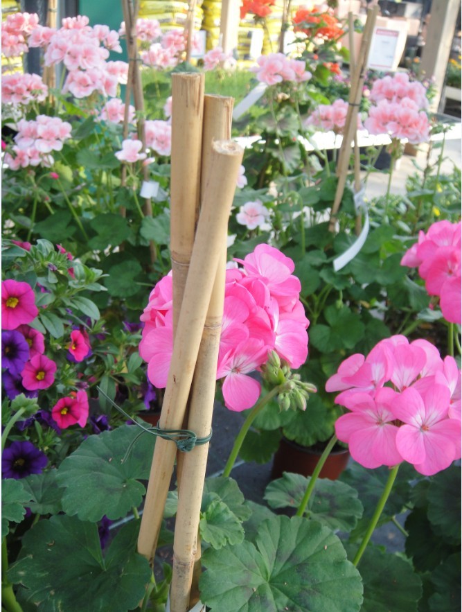 Bamboo Poles For Landscaping Needs